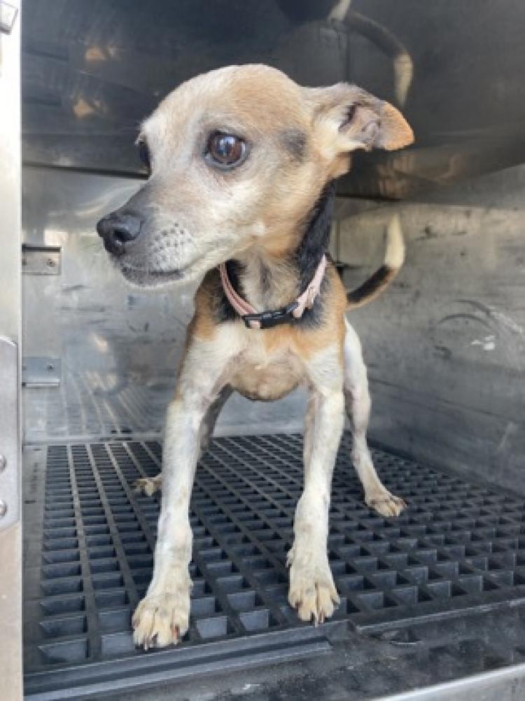 Shelter Stray Female Dog last seen Cincinnati, OH 45237, Cincinnati, OH 45223