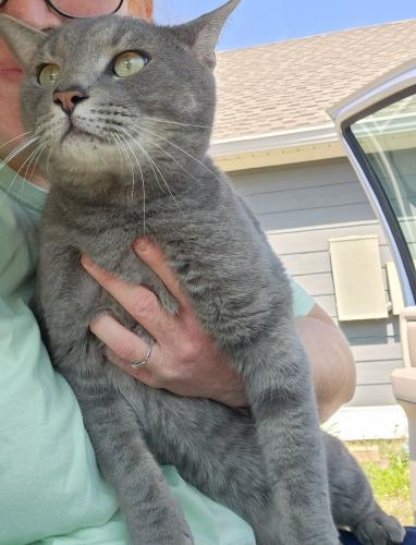 Lost Male Cat last seen Lundy West, Auburn, AL 36832