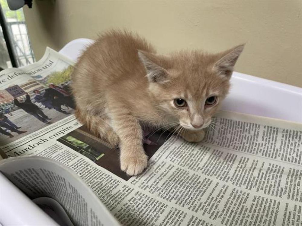 Shelter Stray Male Cat last seen Near BLOCK SINALOA AVE, Pasadena, CA 91105