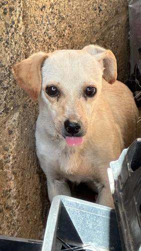 Found/Stray Female Dog last seen 43rd Avenue and Cactus Road, Phoenix, AZ 85029