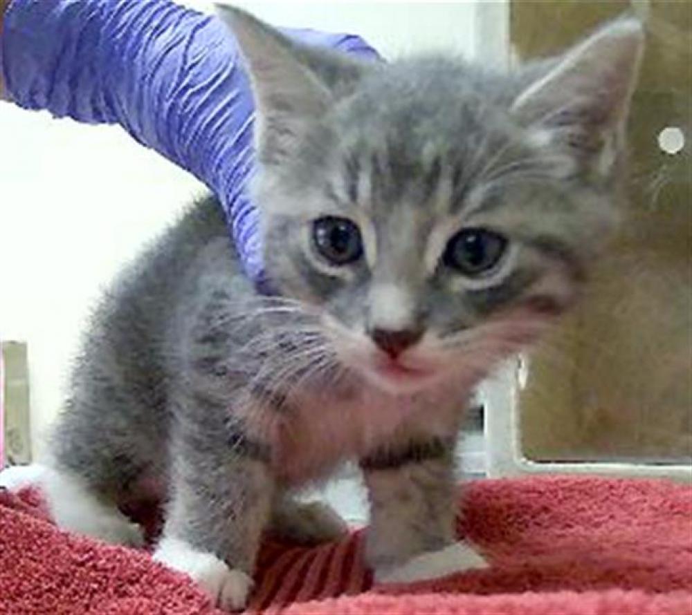 Shelter Stray Male Cat last seen Near BLOCK KIRMAN AVE, RENO NV 89502, Reno, NV 89502