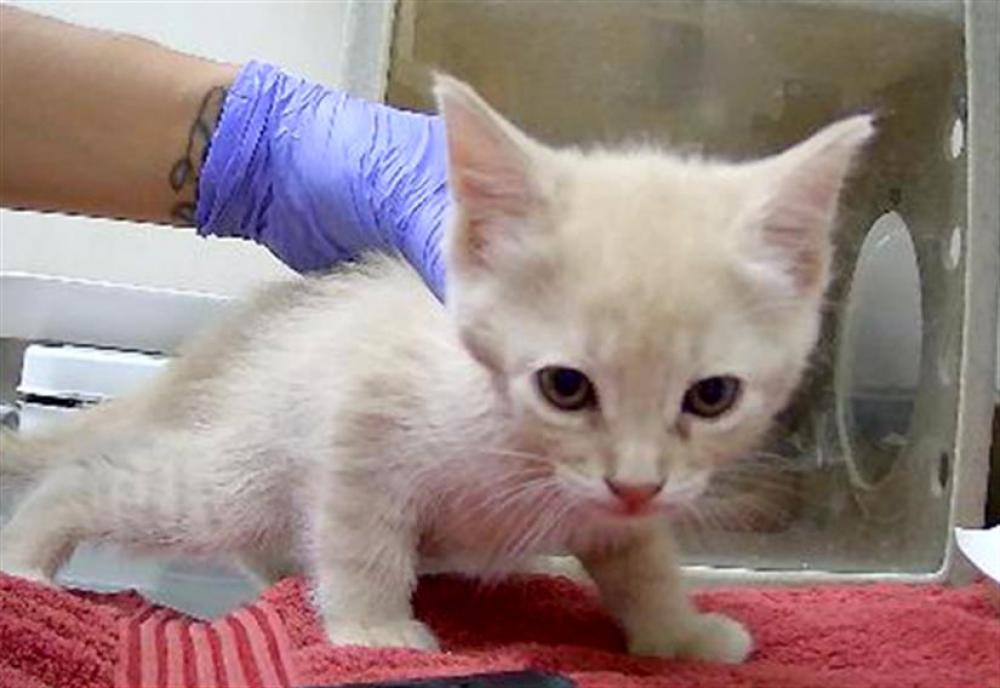 Shelter Stray Male Cat last seen Near BLOCK KIRMAN AVE, RENO NV 89502, Reno, NV 89502