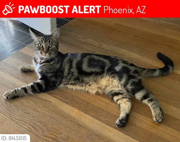 Lost Male Cat last seen 16th street and Thomas, Phoenix, AZ 85016