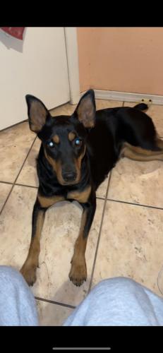 Found/Stray Female Dog last seen 75th ave and camelback, Glendale, AZ 85303