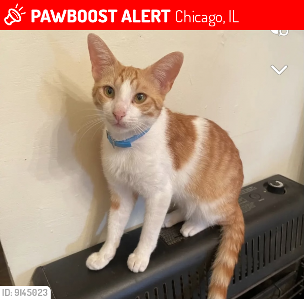 Lost Male Cat last seen Armitage and St. Louis, Chicago, IL 60647