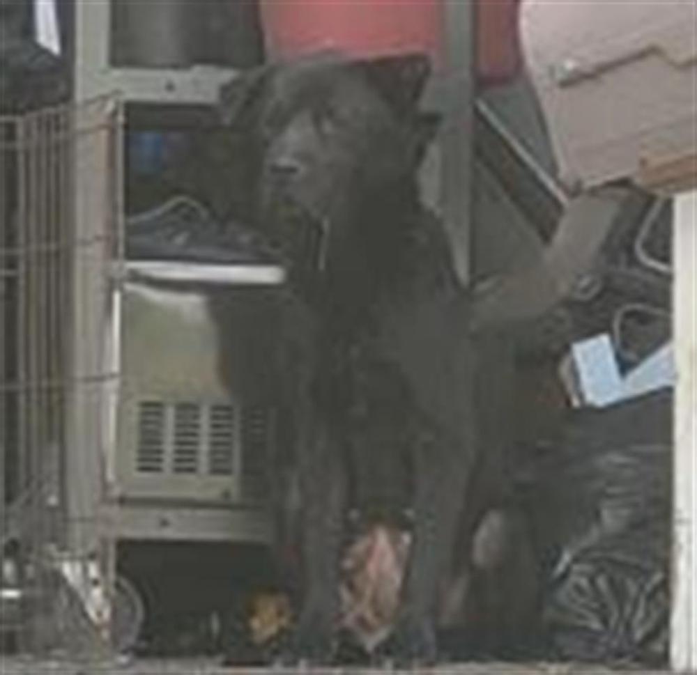 Shelter Stray Female Dog last seen Near BLOCK HARTFORD ST, DETROIT, MI 48210, Hamtramck, MI 48211