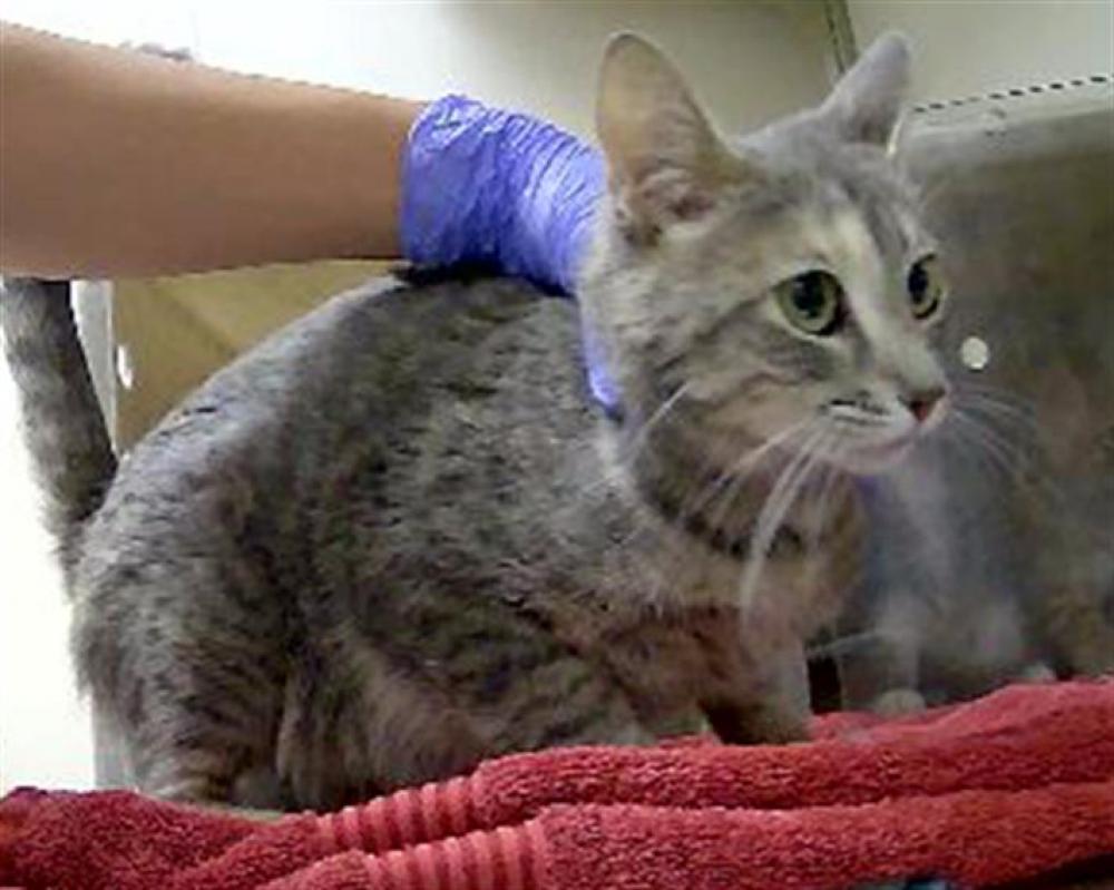 Shelter Stray Female Cat last seen Near BLOCK KIRMAN AVE, RENO NV 89502, Reno, NV 89502