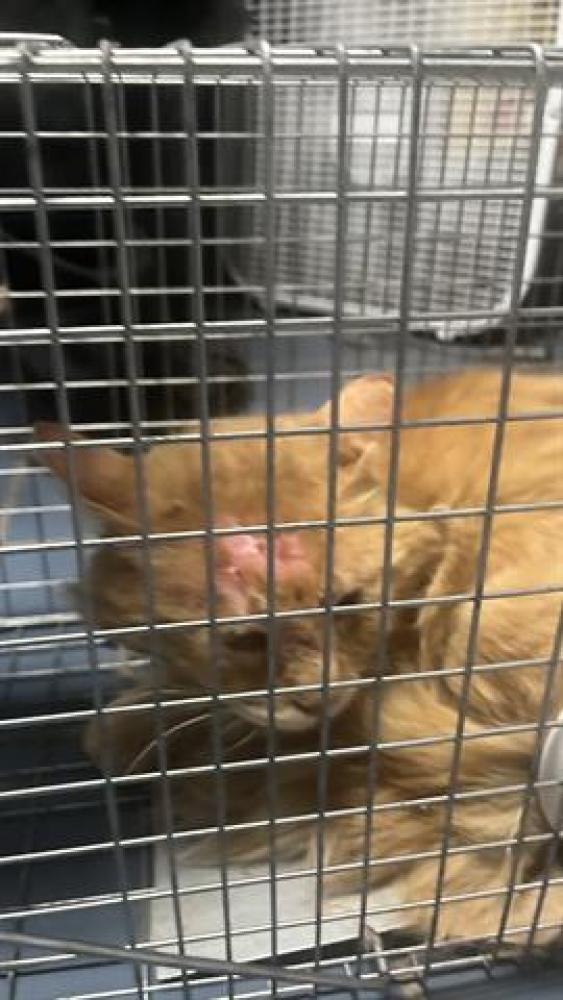 Shelter Stray Unknown Cat last seen Near , Indianapolis, IN 46221