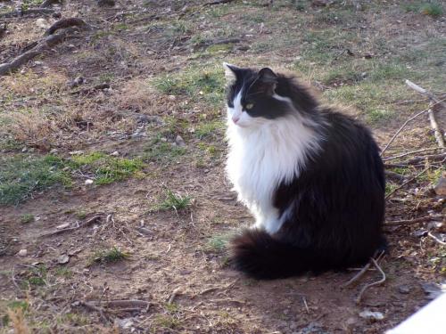 Lost Female Cat last seen Safeway on Anderson rd, Tysons, VA 22043