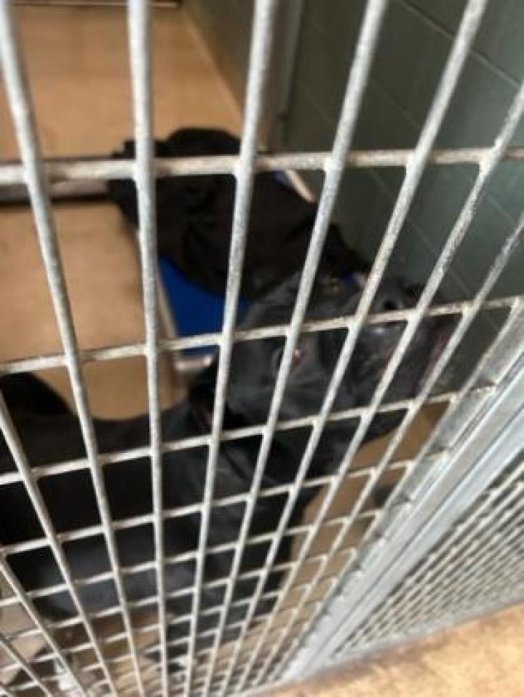 Shelter Stray Male Dog last seen Oakland, CA 94619, Oakland, CA 94601