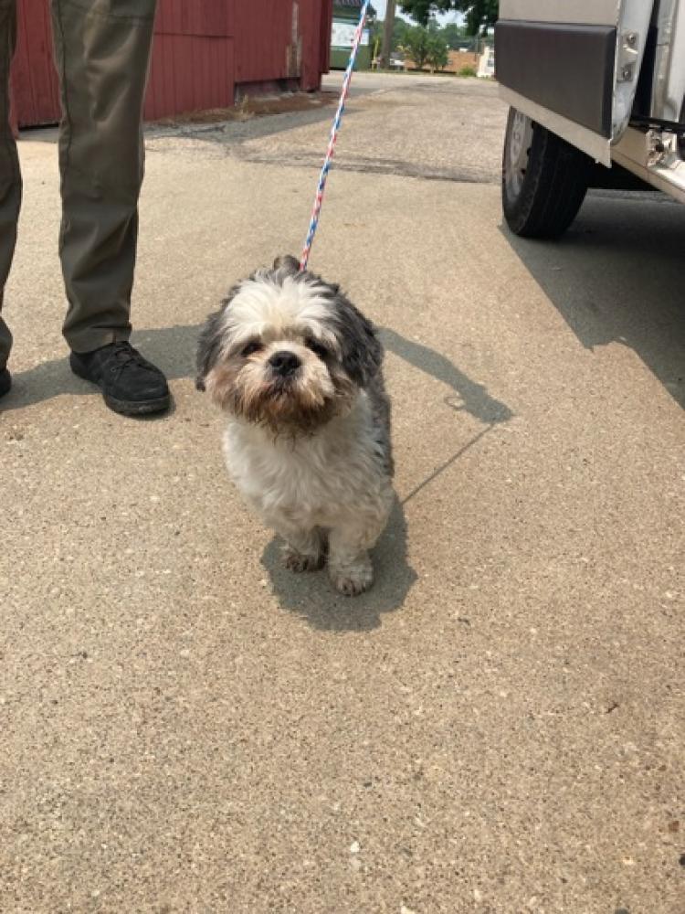 Shelter Stray Male Dog last seen Cincinnati, OH 45240, Cincinnati, OH 45223