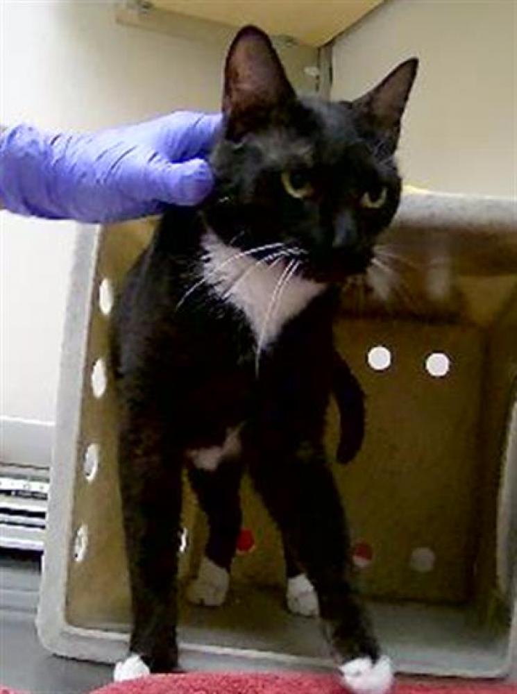 Shelter Stray Female Cat last seen Near ROBB DR, RENO NV 89523, Reno, NV 89502