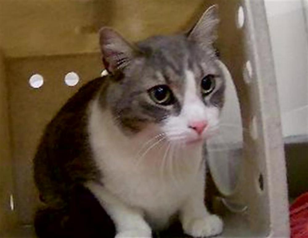 Shelter Stray Male Cat last seen Near BLOCK H ST, SPARKS NV 89431, Reno, NV 89502