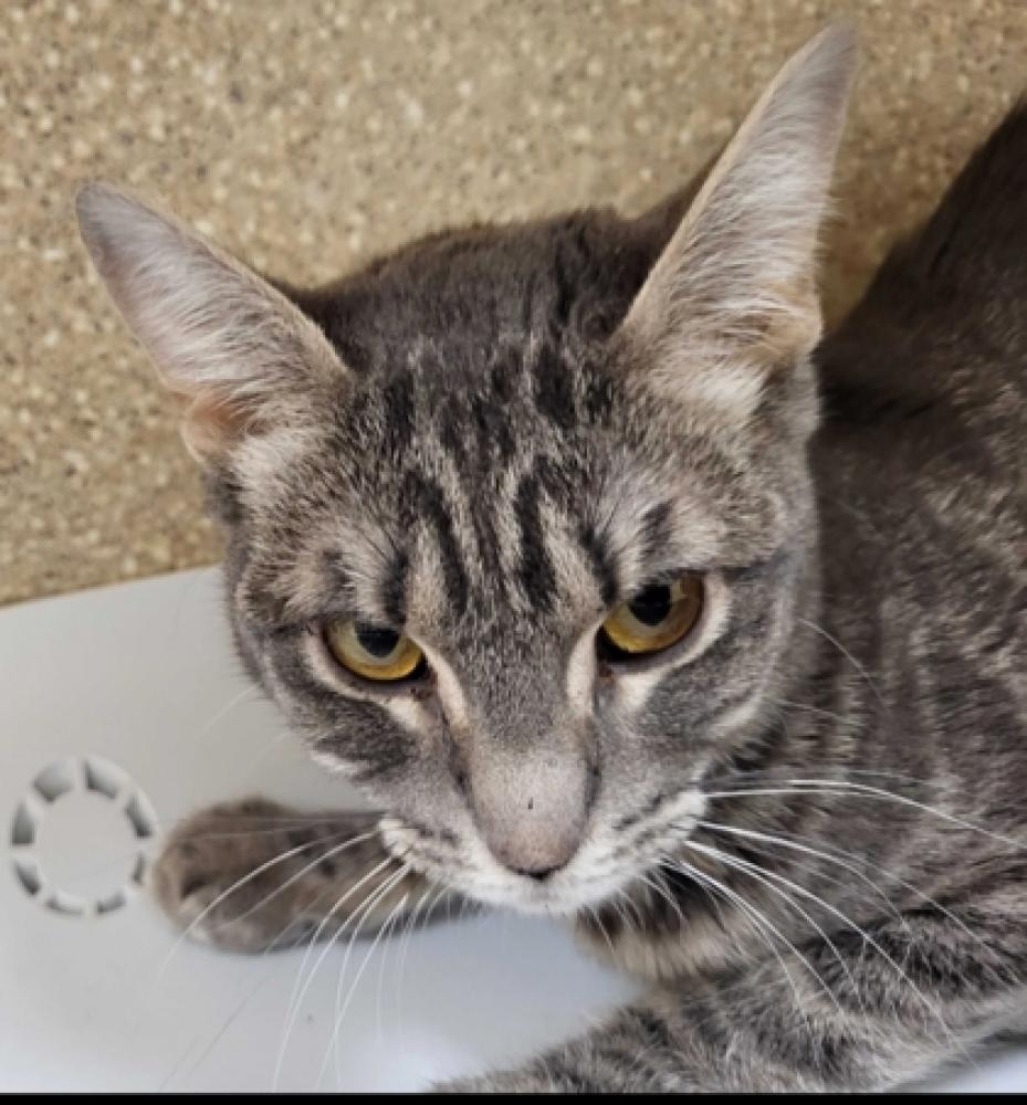 Shelter Stray Female Cat last seen Near Bridgewater Rd SW 98284, Skagit County, WA, Burlington, WA 98233