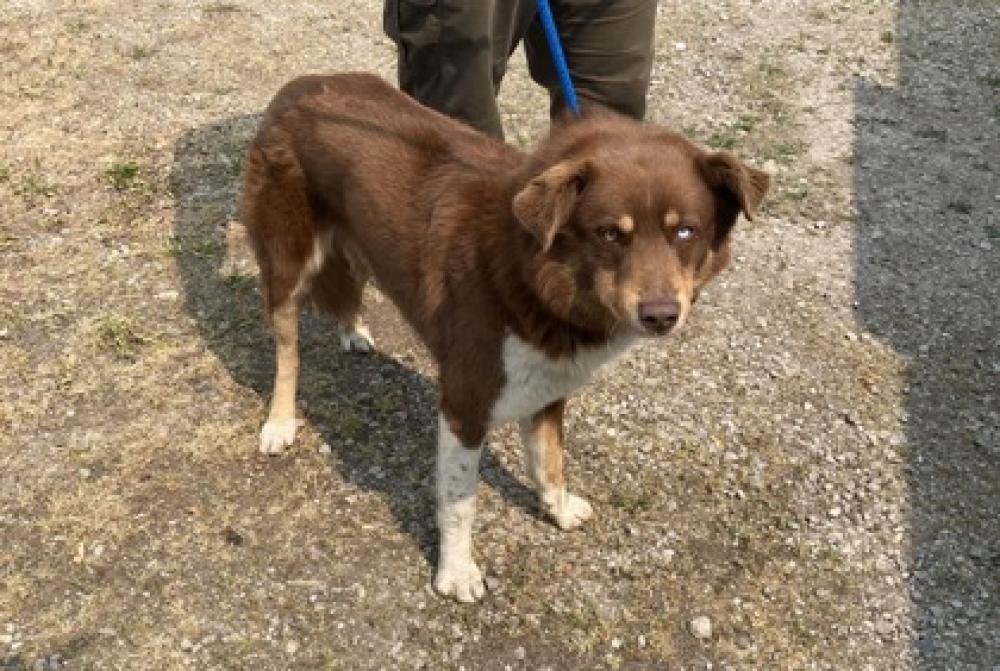 Shelter Stray Male Dog last seen Cincinnati, OH 45231, Cincinnati, OH 45223