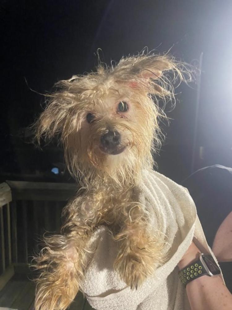 Shelter Stray Male Dog last seen Lorton, VA, 22079, Rt 1 & Funace Rd, Fairfax County, VA, Fairfax, VA 22032