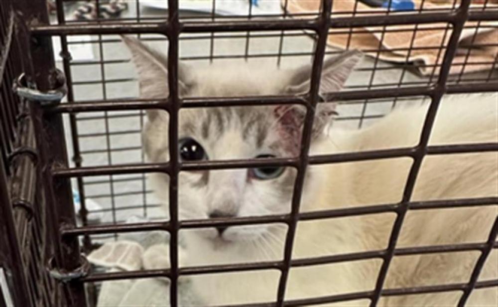 Shelter Stray Male Cat last seen , Tucson, AZ 85745
