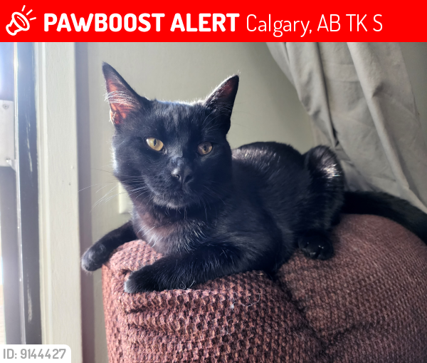 Lost Male Cat last seen Near 40 ave queenspark townhouses nw , Calgary, AB T2K 5S5