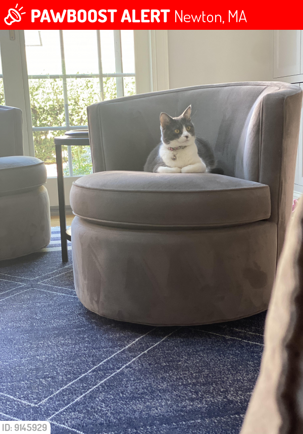 Lost Female Cat last seen Police Station, Newton, MA 02460