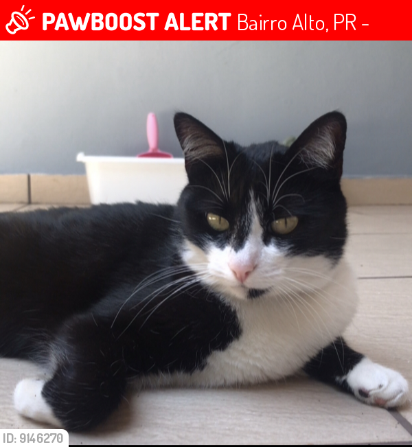 Lost Female Cat last seen Cemitério Vertical , Bairro Alto, PR 82820-260