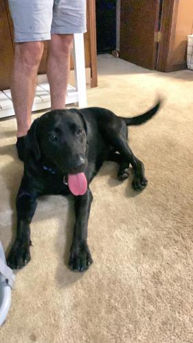 Found/Stray Female Dog last seen Epps Bridge area, Athens, GA 30606
