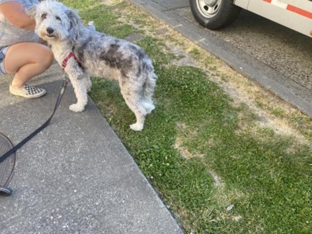 Shelter Stray Male Dog last seen Seattle, WA 98136, Seattle, WA 98119