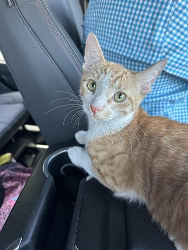 Found/Stray Male Cat last seen Central Ave and Portland St, in front of Fez, Phoenix, AZ 85004