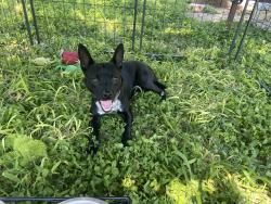 Lost Male Dog last seen Near 23rd street and possibly ware rd, McAllen, TX 78501