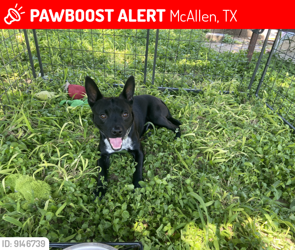Lost Male Dog last seen Near 23rd street and possibly ware rd, McAllen, TX 78501