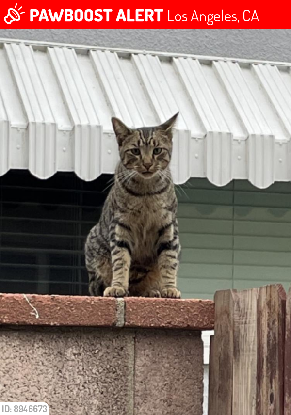 Lost Male Cat last seen Cohasset & Tyrone, Los Angeles, CA 91405