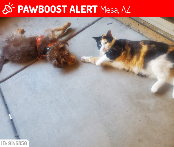 Lost Male Dog last seen Baseline/lindsay, Mesa, AZ 85204