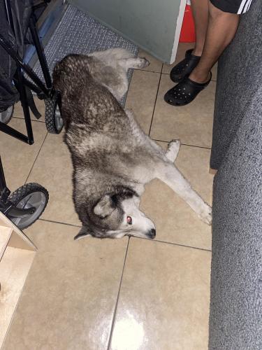 Found/Stray Female Dog last seen Martin Luther king blvd and abott, Lynwood, CA 90262
