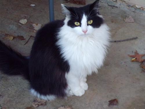 Lost Female Cat last seen Westwind Way and Magarity rd, Tysons, VA 22102