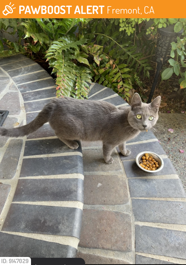 Rehomed Unknown Cat last seen Near Mission Hills Tennis Courts, Fremont, CA 94539