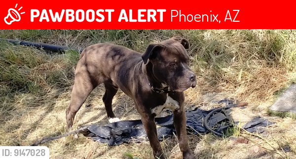 Lost Male Dog last seen Rose garden and 28th Street, Phoenix, AZ 85050
