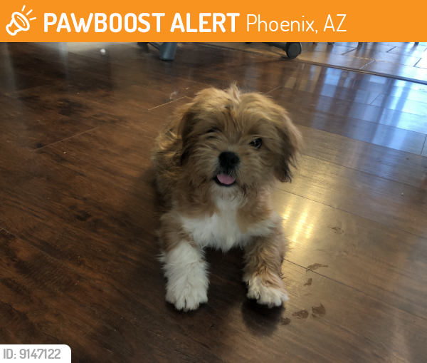 Found/Stray Female Dog last seen 3rd Avenue and Berhend, Phoenix, AZ 85027