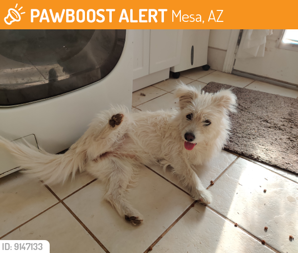 Found/Stray Female Dog last seen Mesa and Southern, Mesa, AZ 85210