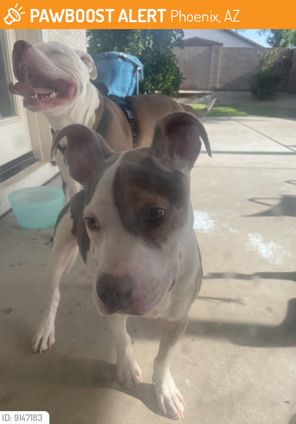 Found/Stray Female Dog last seen 35th Ave & Williams, Phoenix, AZ 85027