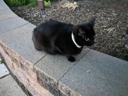 Found/Stray Female Cat last seen Manchester Lakes Drive and Alexander Ave., Alexandria, VA 22310