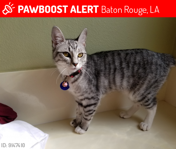 Lost Female Cat last seen N. Snowden Drive and Shakespeare Drive, Baton Rouge, LA 70817