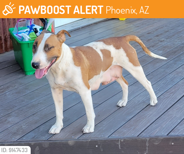 Found/Stray Female Dog last seen Sweetwater & 36th St, Phoenix, AZ 85032