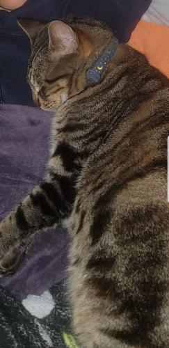Lost Male Cat last seen Dead end on Carmona Ave., Los Angeles, CA 90016
