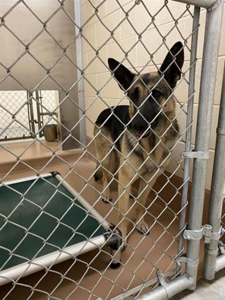 Shelter Stray Female Dog last seen Near MILL ST, RENO NV 89502, Reno, NV 89502
