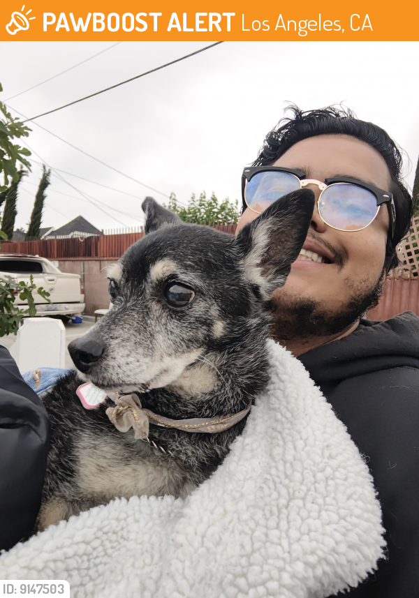Found/Stray Male Dog last seen Oxnard and Tujuana, Los Angeles, CA 91606