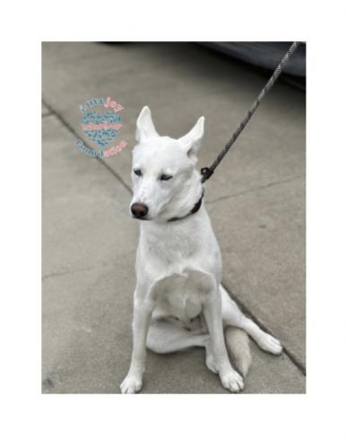 Found/Stray Female Dog last seen Near Doty and Bicentennial, Hawthorne, CA 90250