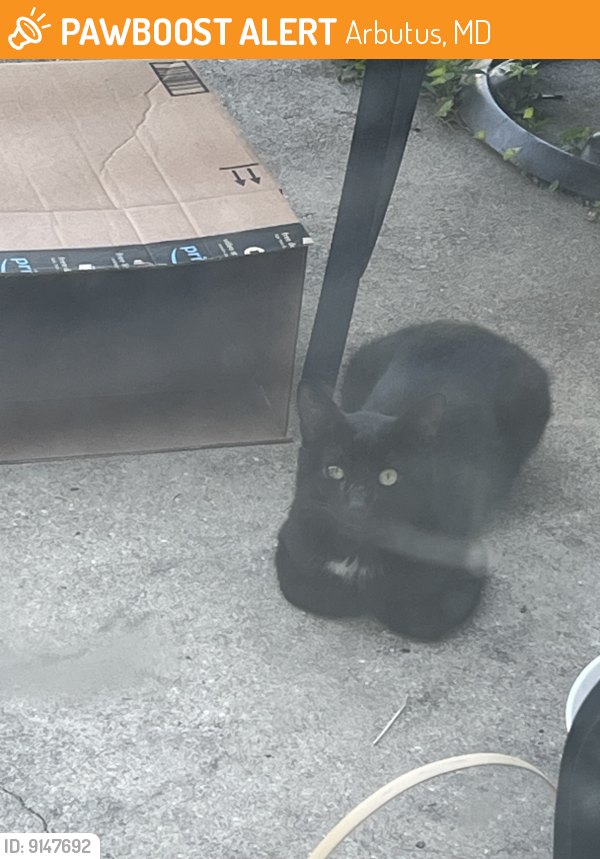 Found/Stray Male Cat last seen Near UMBC, alley near Linden Avenue, Arbutus, MD 21227