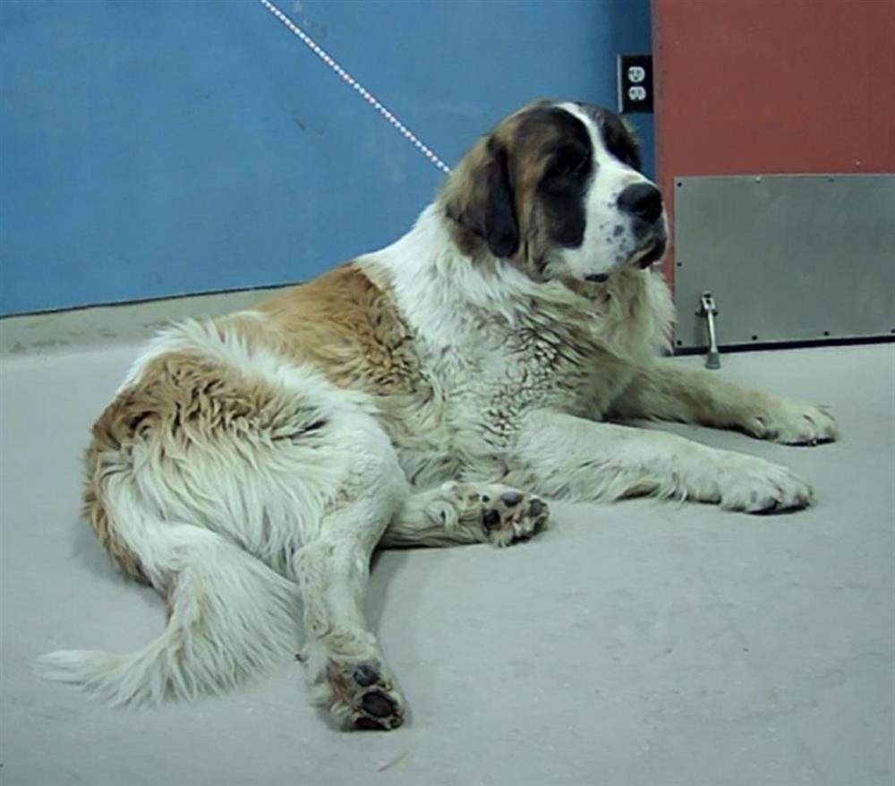 Shelter Stray Male Dog last seen Near PYRAMID WAY, RENO NV 89510, Reno, NV 89502
