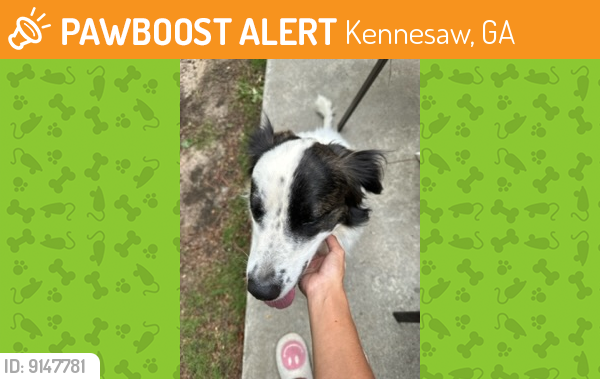 Found/Stray Male Dog last seen Pine mountain, Kennesaw, GA 30152