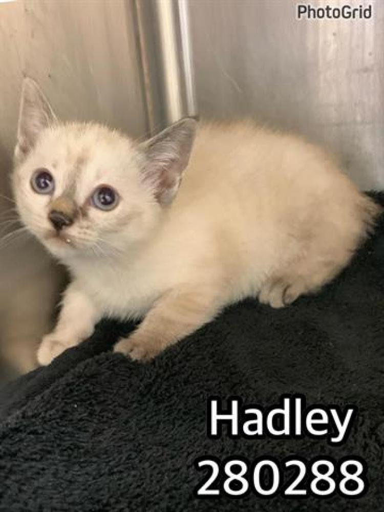 Shelter Stray Female Cat last seen HOLLEY RD, Macon, GA 31216