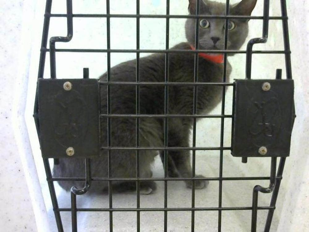 Shelter Stray Female Cat last seen Near BLOCK TELFORD LN- 05/28/23, Murfreesboro, TN 37129